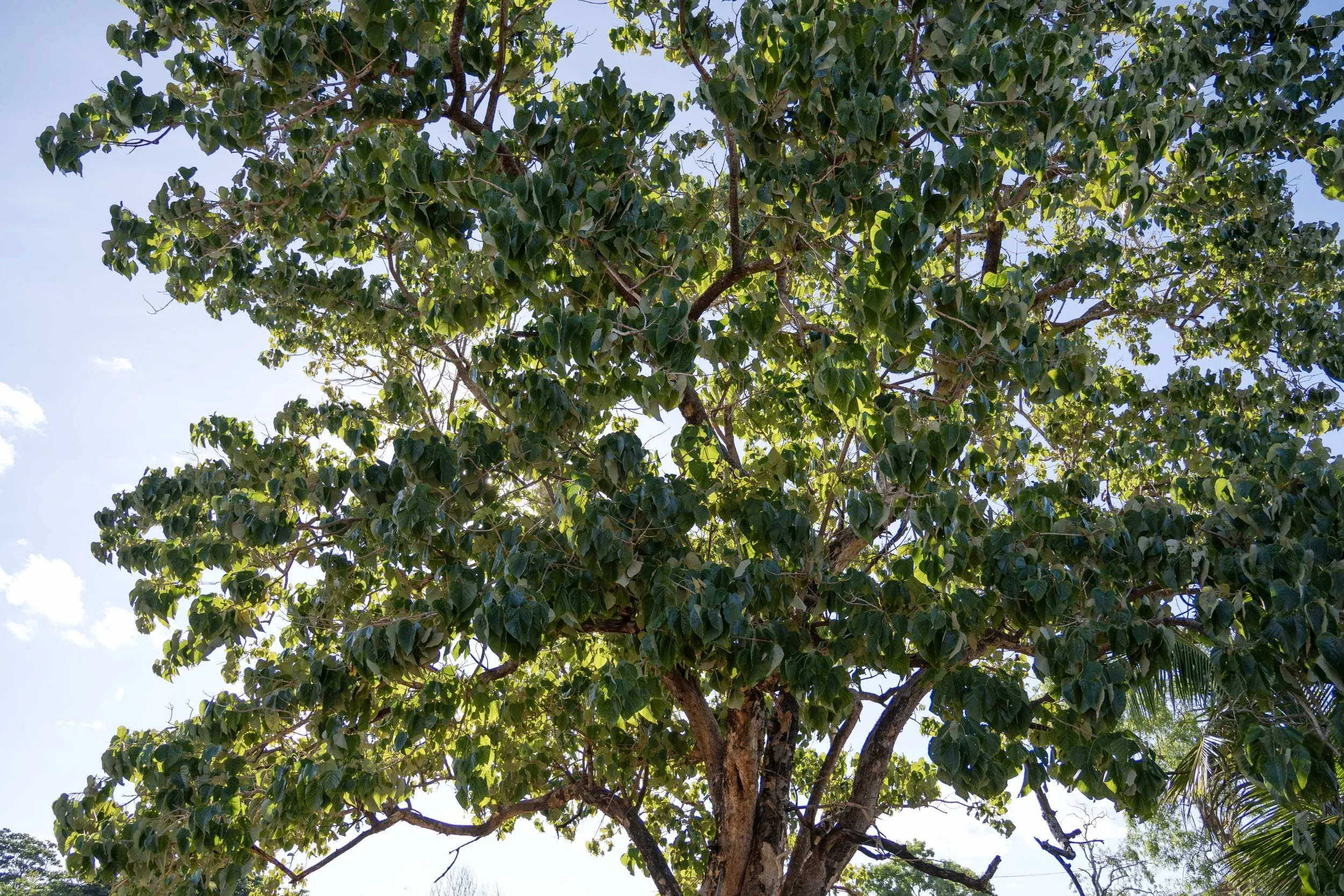 The spreading canopy of a shade tree against a bright sky