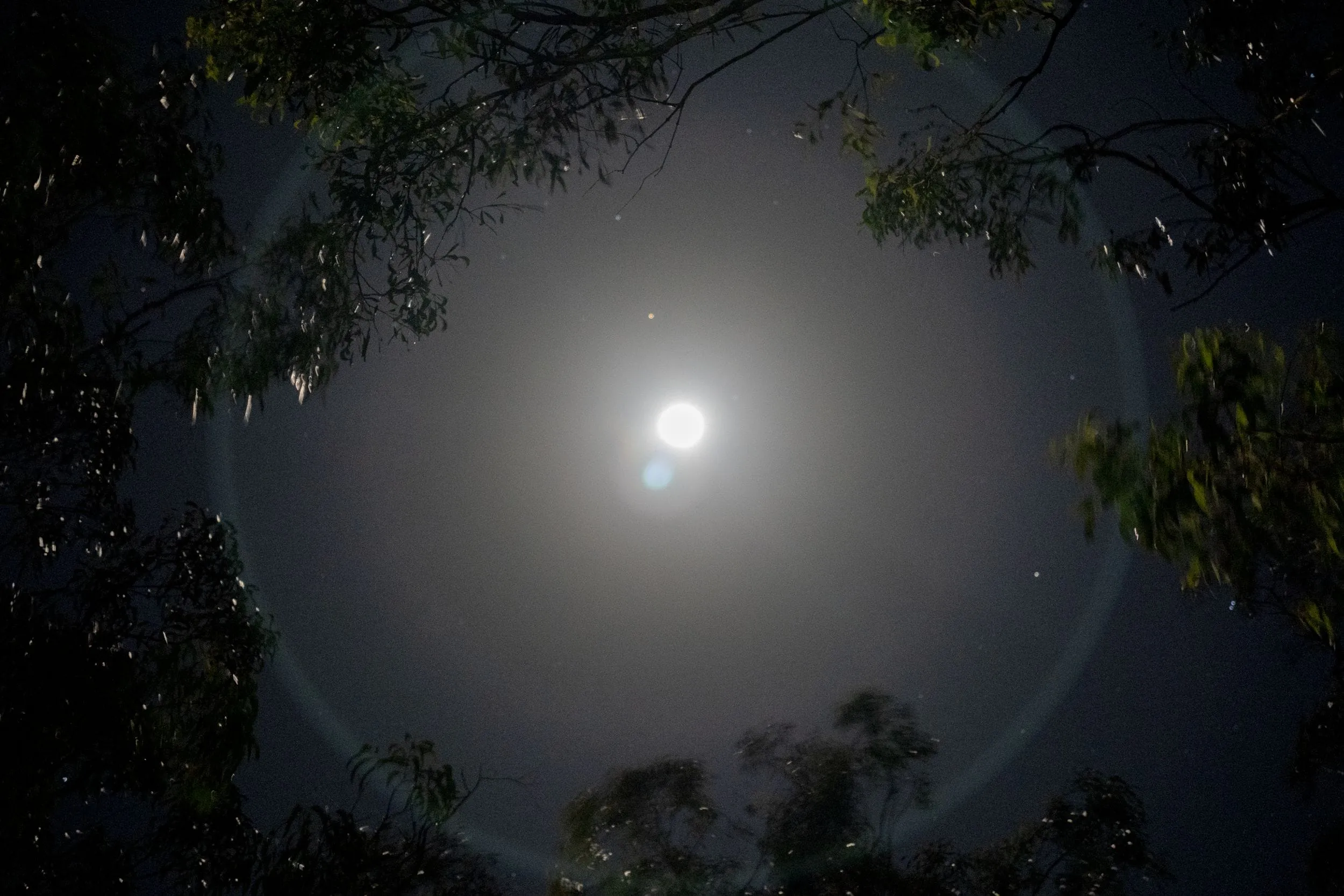 A full moon ringed by a halo of cloud, framed by eucalyptus leaves