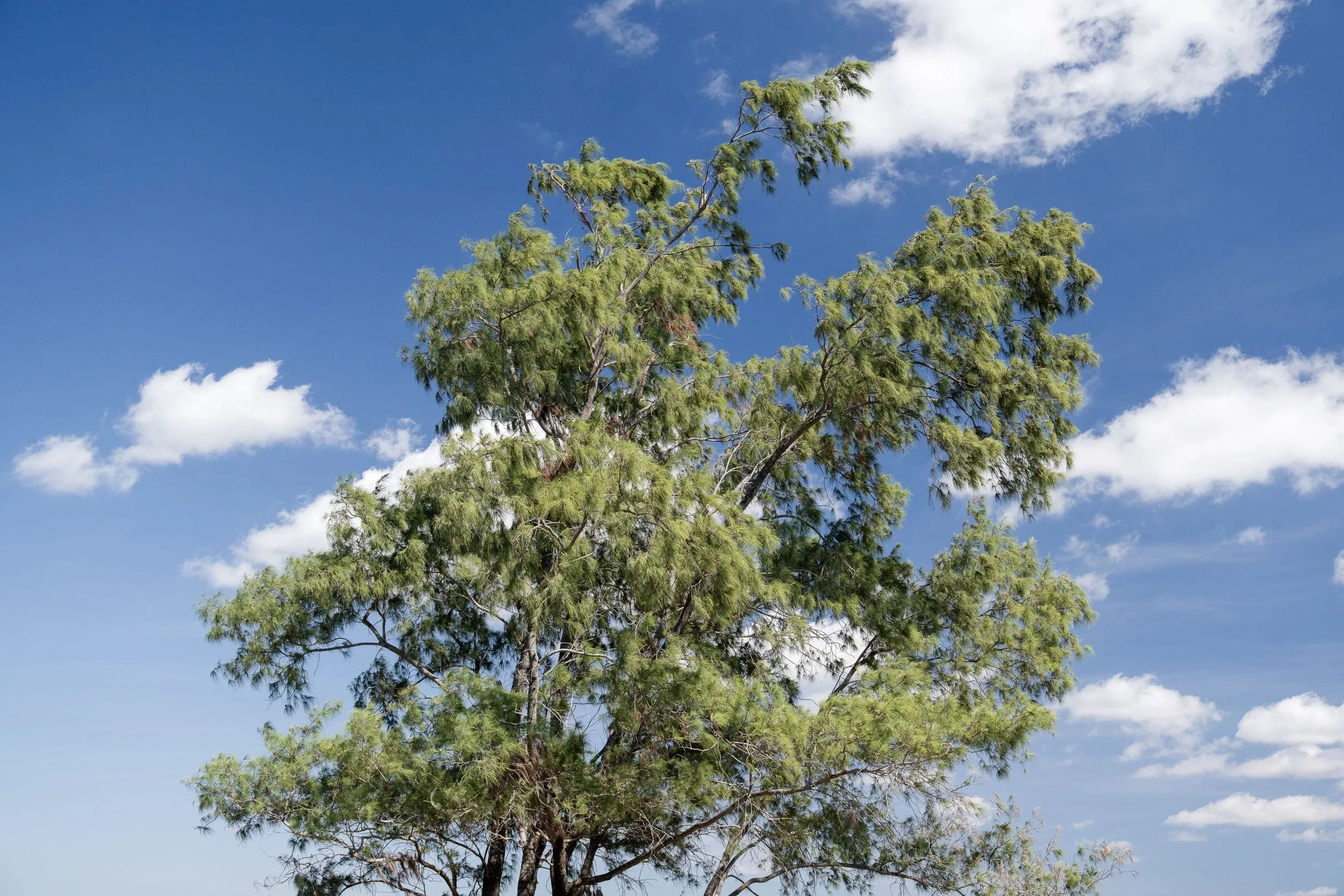 A casuarina leaning in the wind against a blue sky