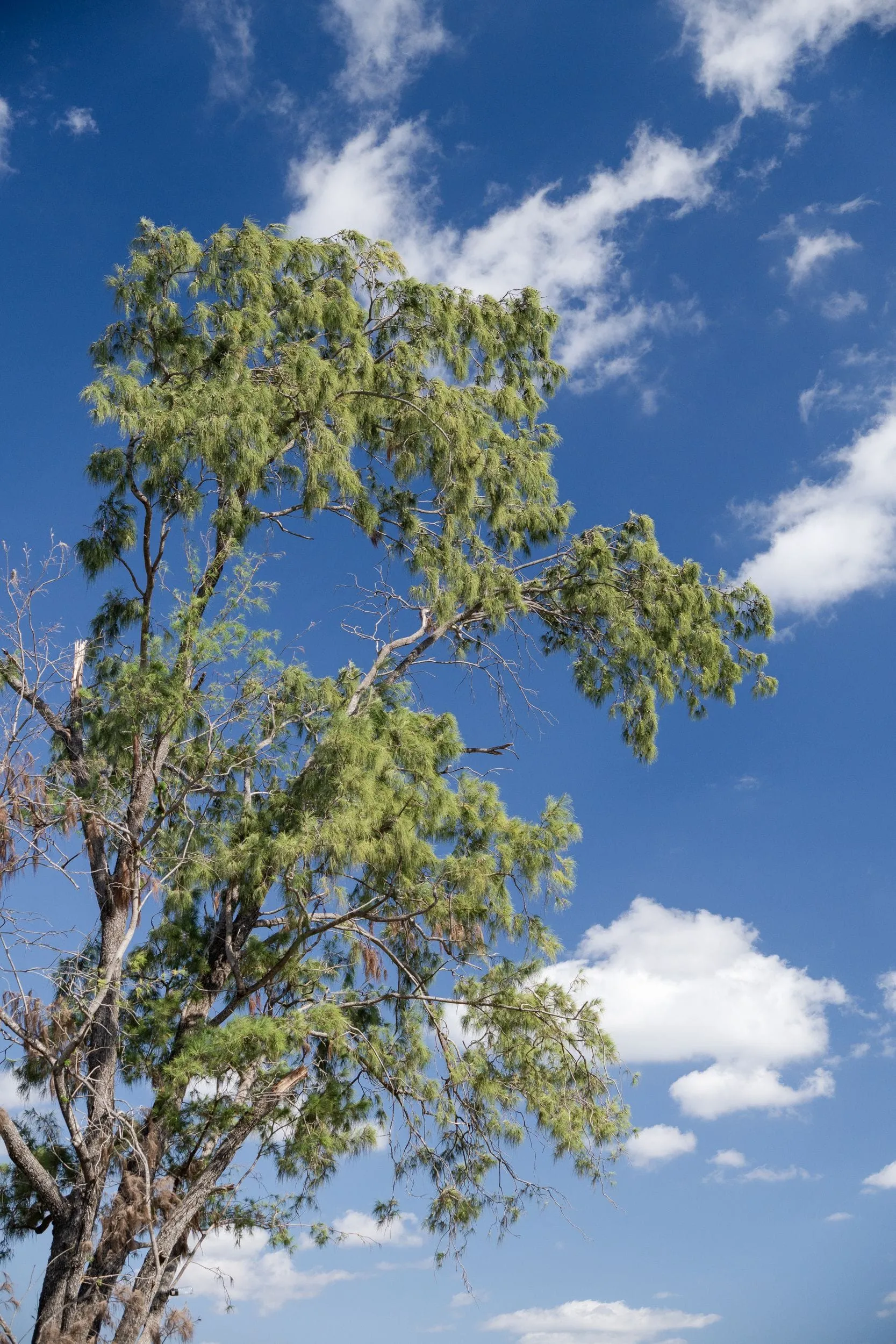 A slender tree reaching into a deep blue sky