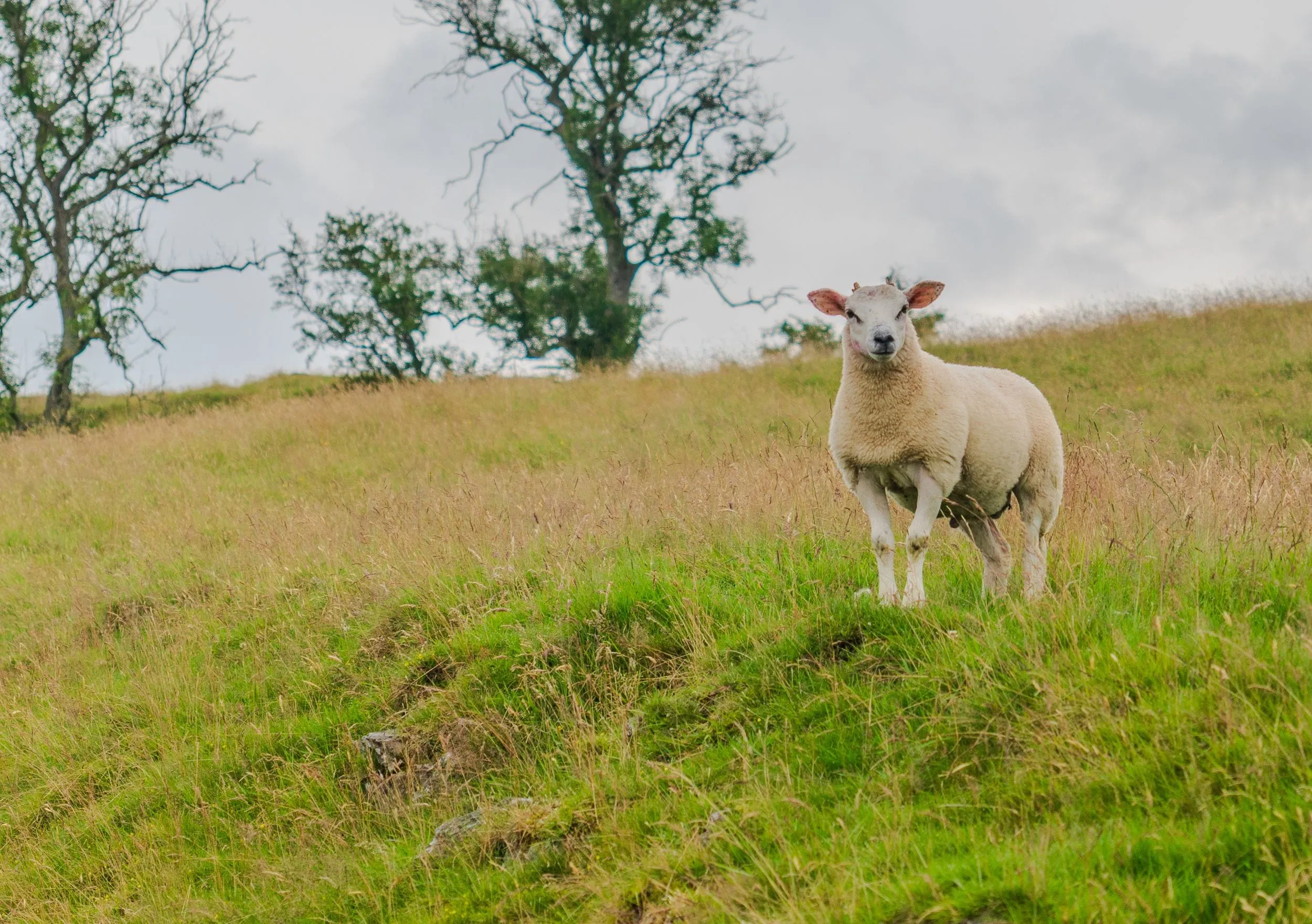 A lamb stands alert on a tussocky hillside, Lake District