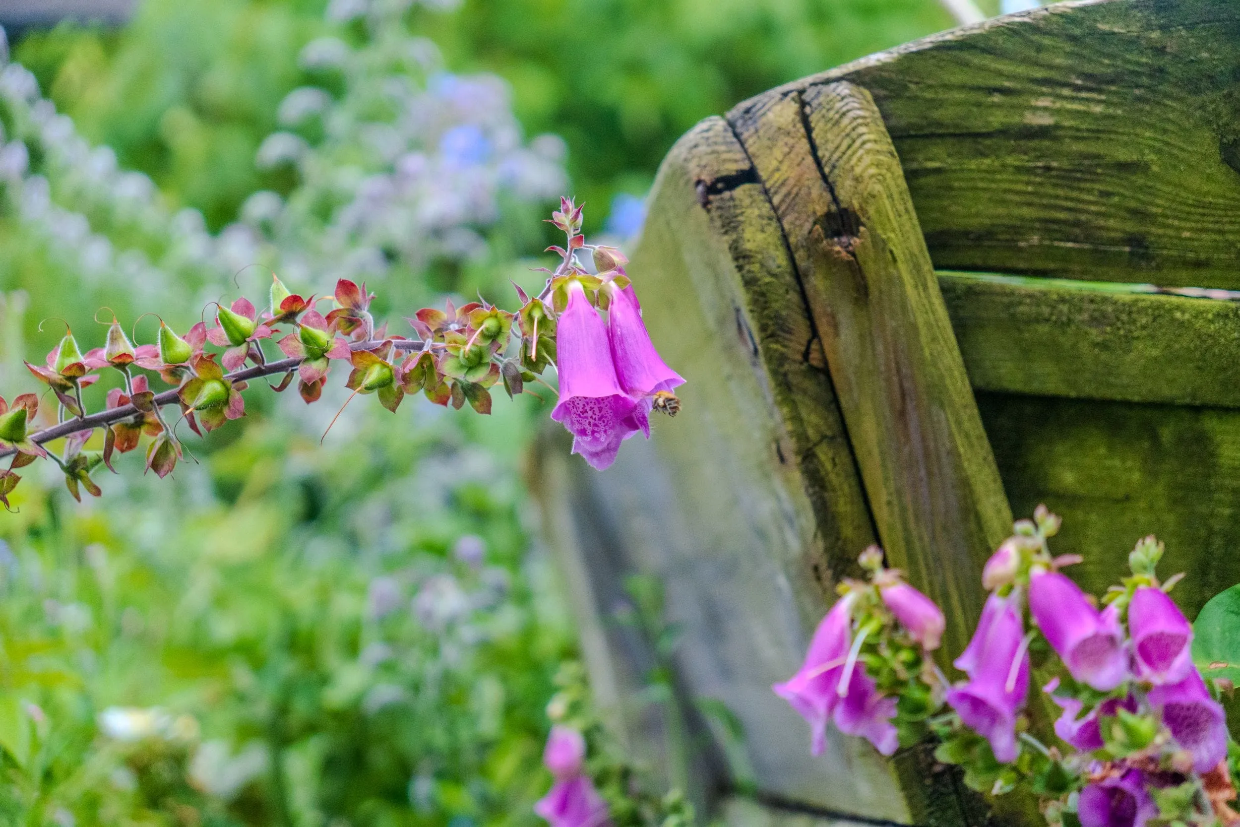 Foxgloves growing against the weathered hull of a wooden boat