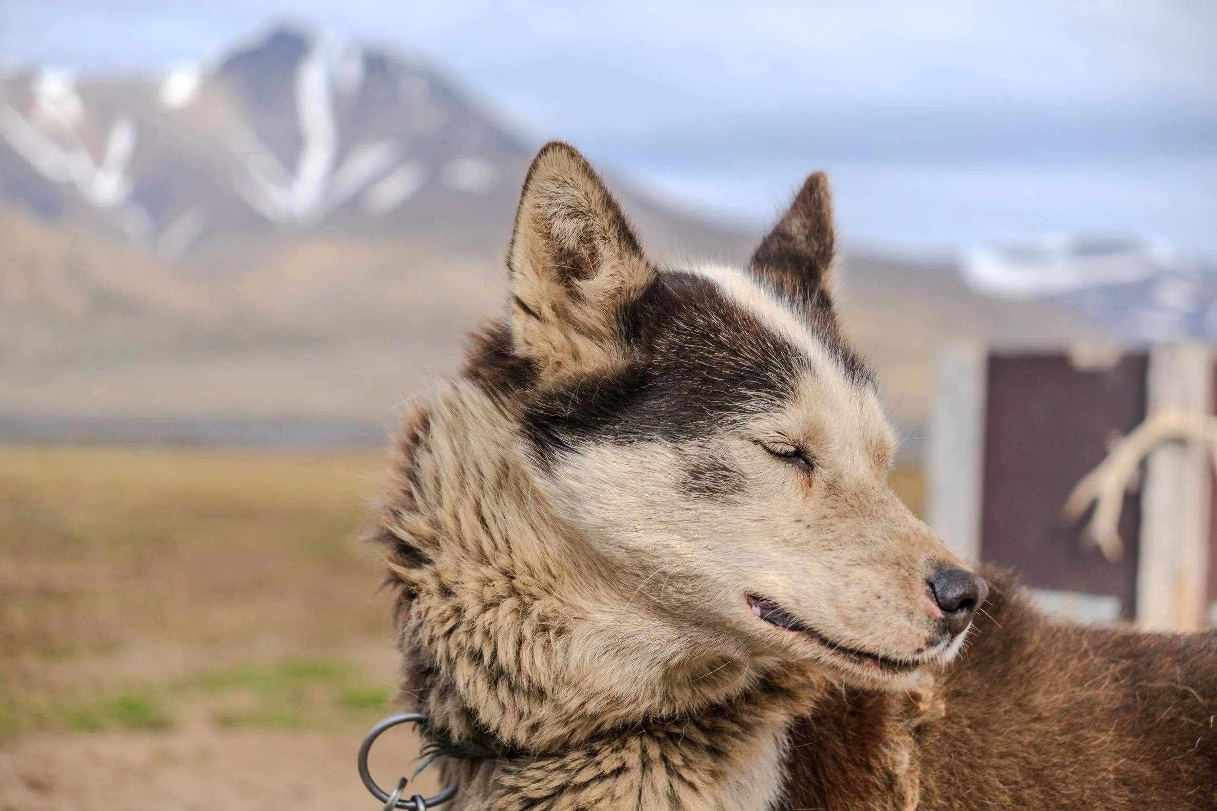 A sled dog in profile against snow-streaked mountains, Svalbard