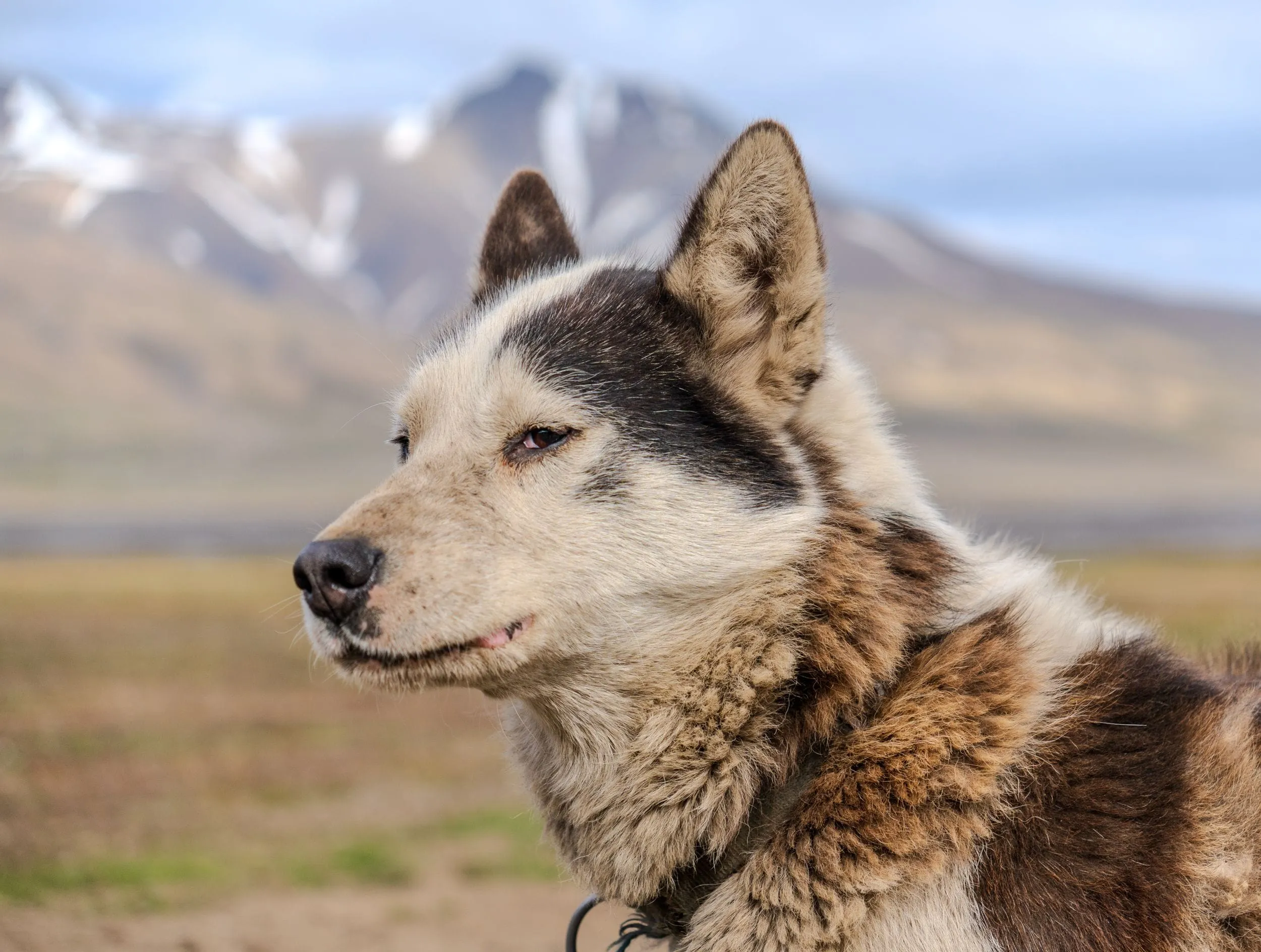 Portrait of a husky, a snow-patched peak rising behind