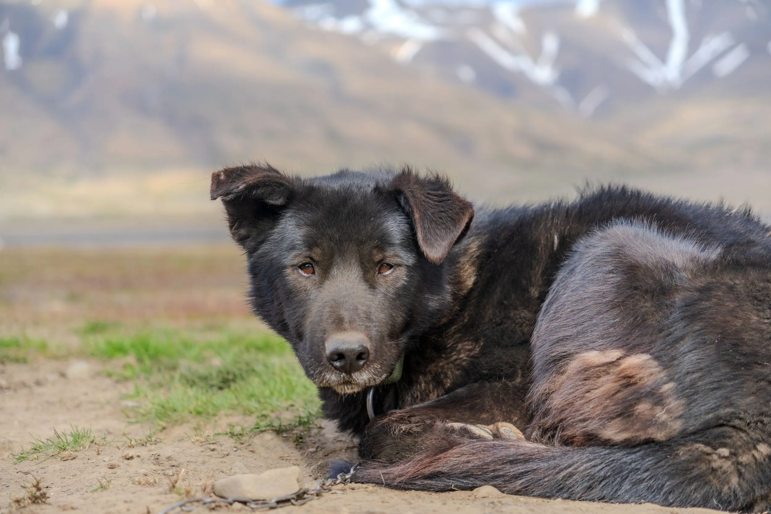 A black sled dog curled at rest, mountains soft in the distance