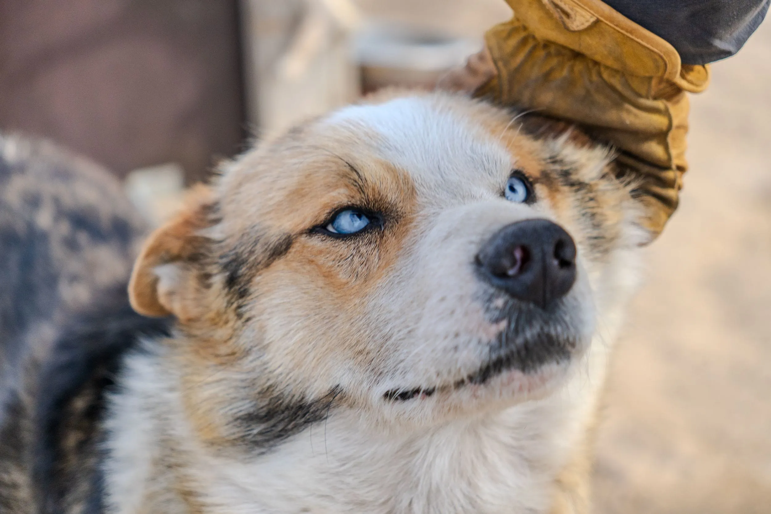 A blue-eyed sled dog leans into a gloved hand