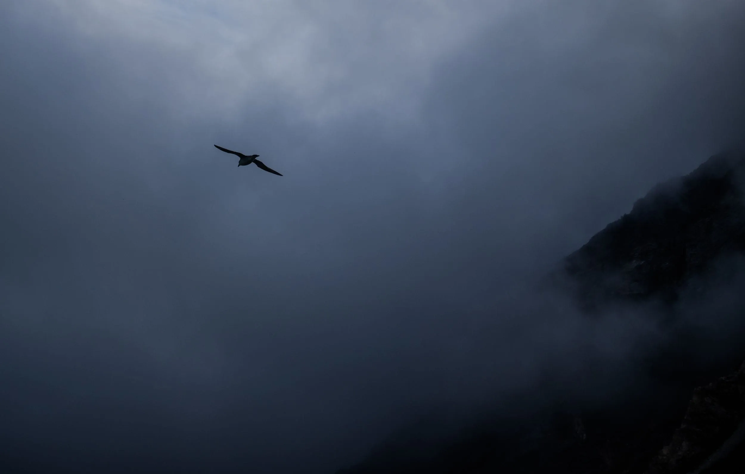 A lone seabird crosses a wall of dark fog beneath a mountainside, Svalbard