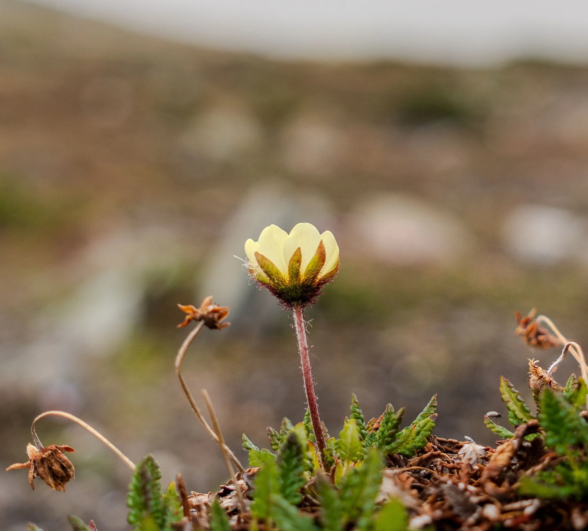 An Arctic flower pushing out of the tundra gravel